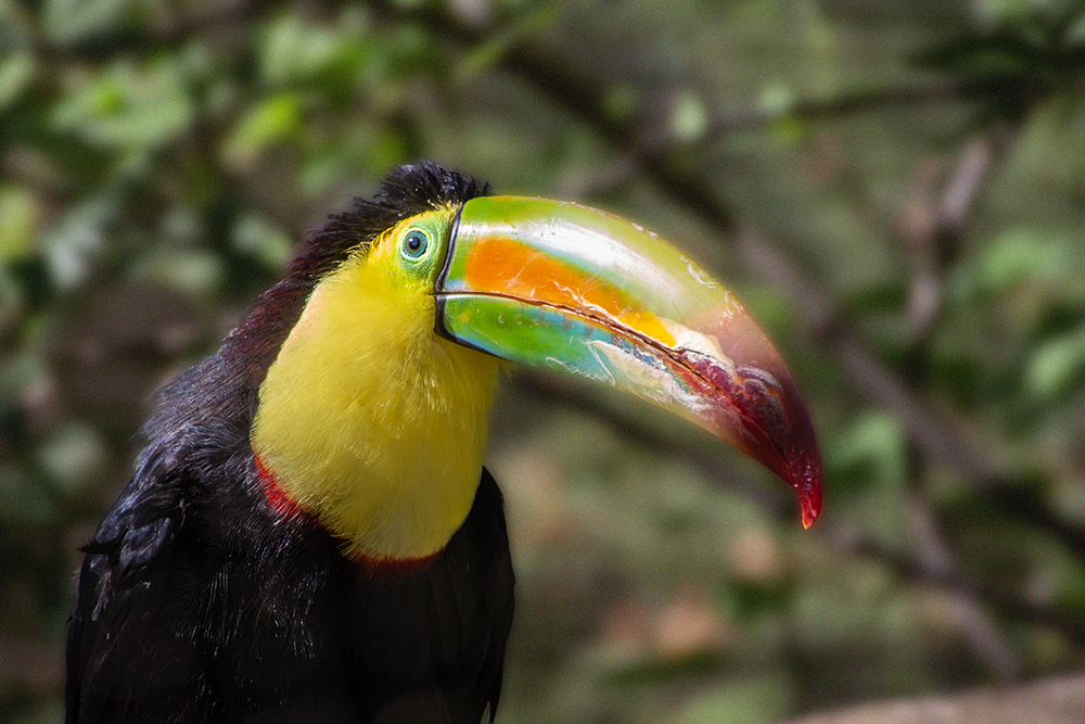 Regenboogtoekan - Zwavelborsttoekan (Ouwehands dierenpark 8-2016)