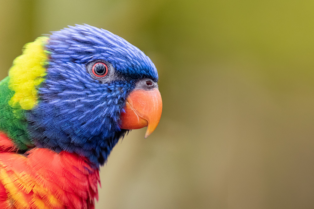 Regenboog lori - Rainbow lorikeet (Orchideeënhoeve 9-2018)