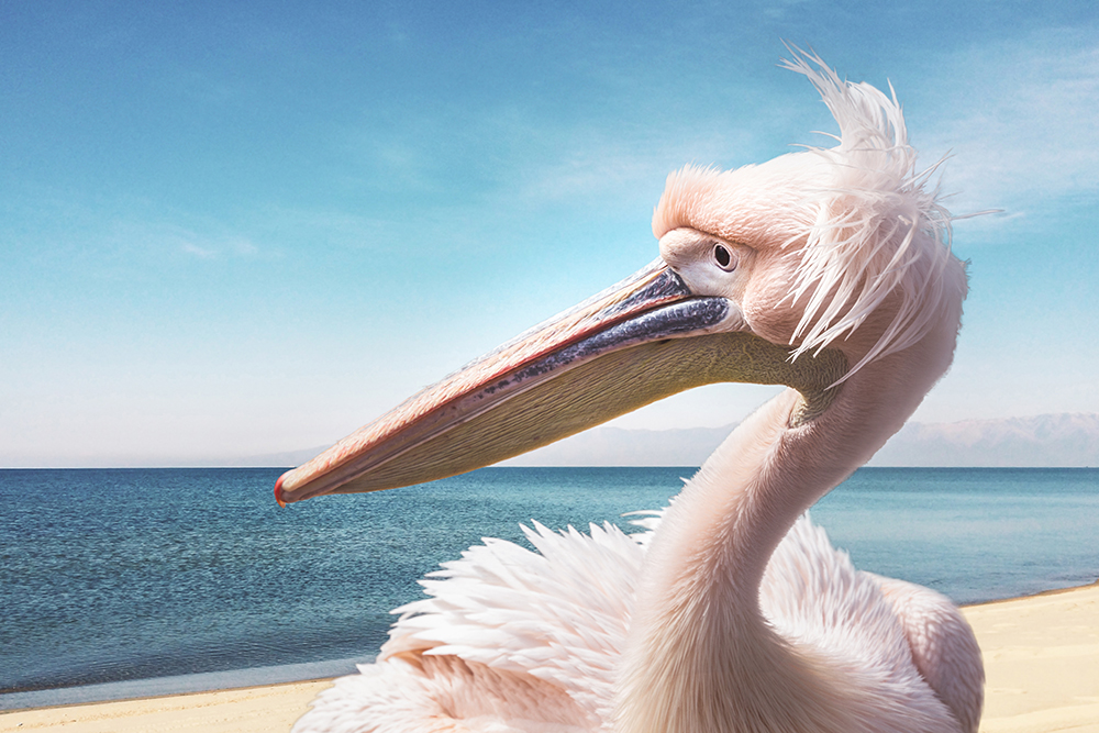 Roze pelikaan - Pink pelican (Composiet Artis 3-2017)