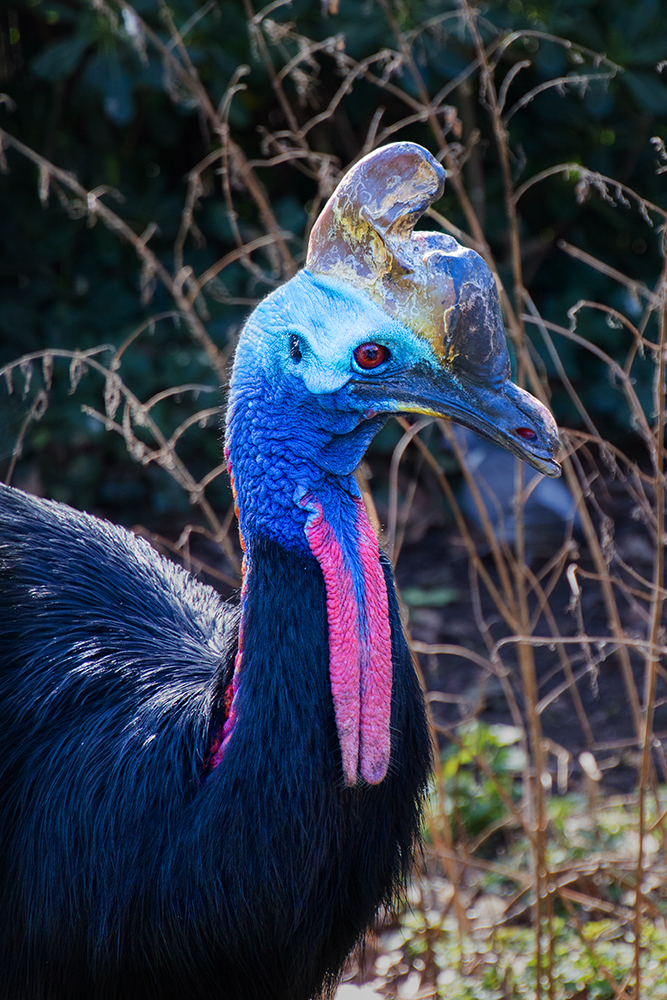 Helmkasuaris - Southern Cassowary (Artis 3-2017)