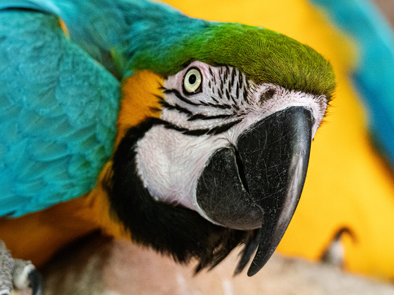 Blauw-gele ara - Blue-and-yellow macaw (5-2023 GaiaZoo)