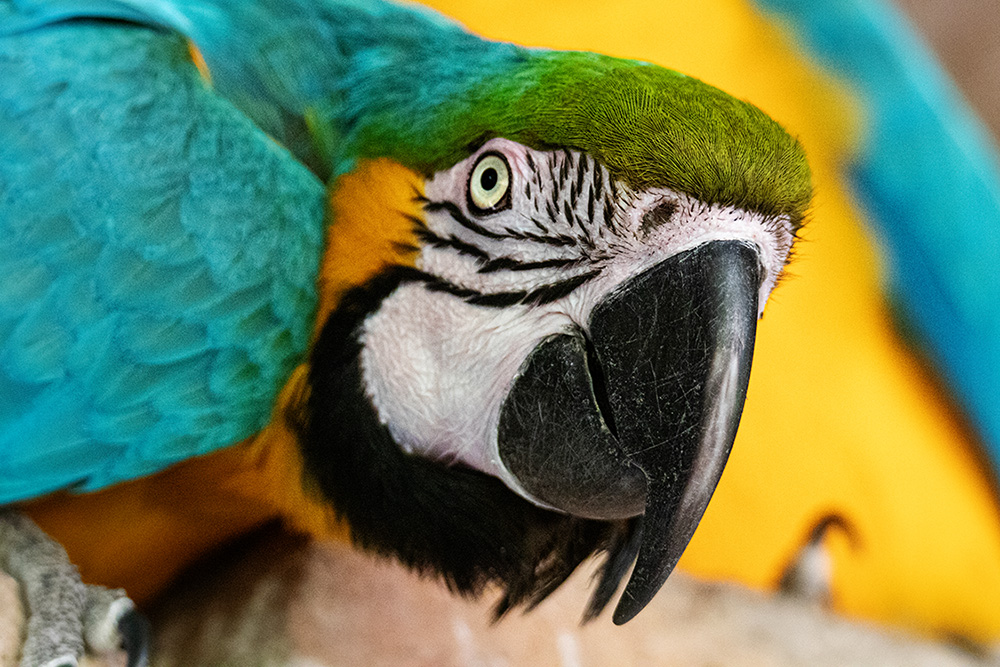 Colorful feathers