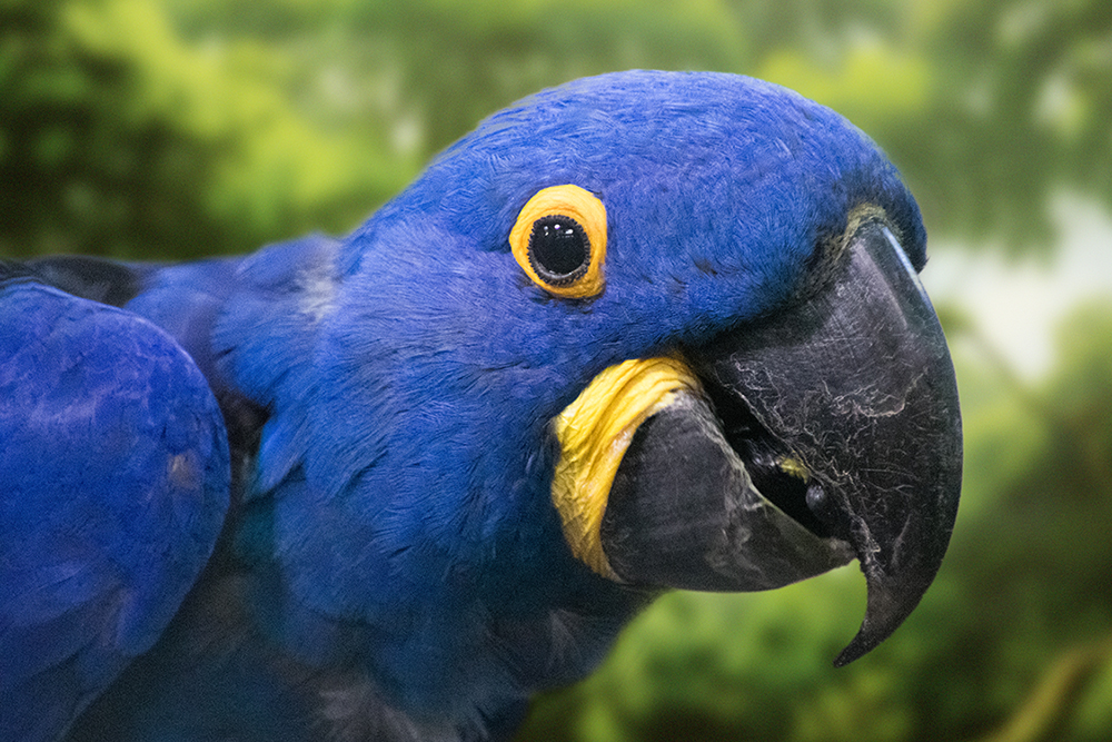 Hyacintara - Hyacinth macaw (Diergaarde Blijdorp 1-2019)