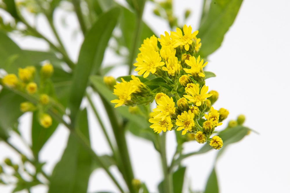 Guldenroede - Golden rod