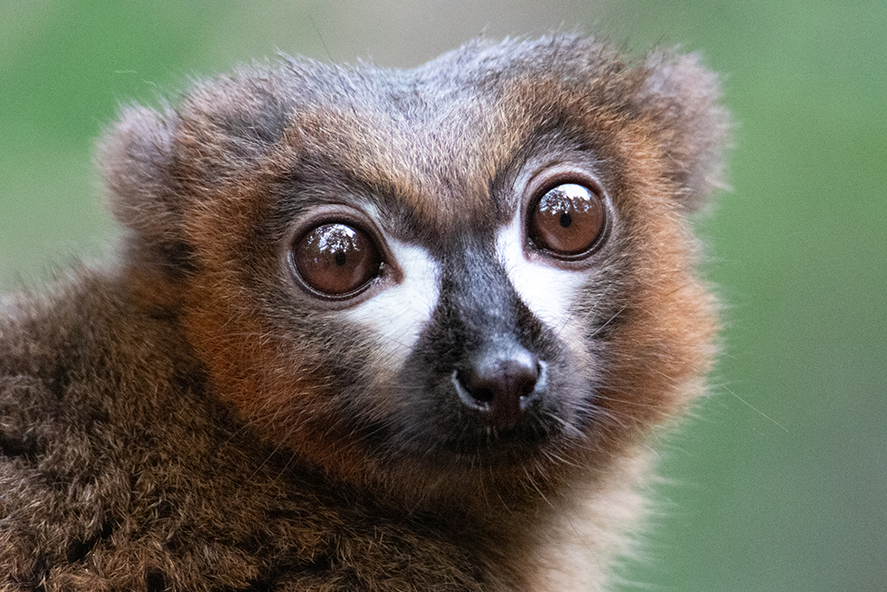 Roodbuikmaki - Red-bellied lemur
