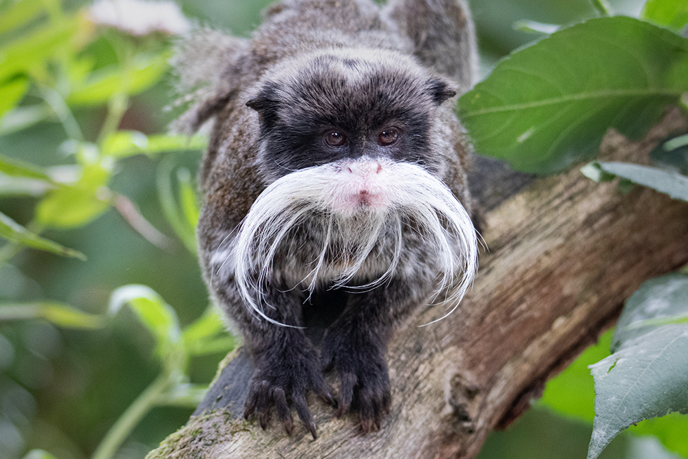 Keizertamarin - Emperor Tamarin