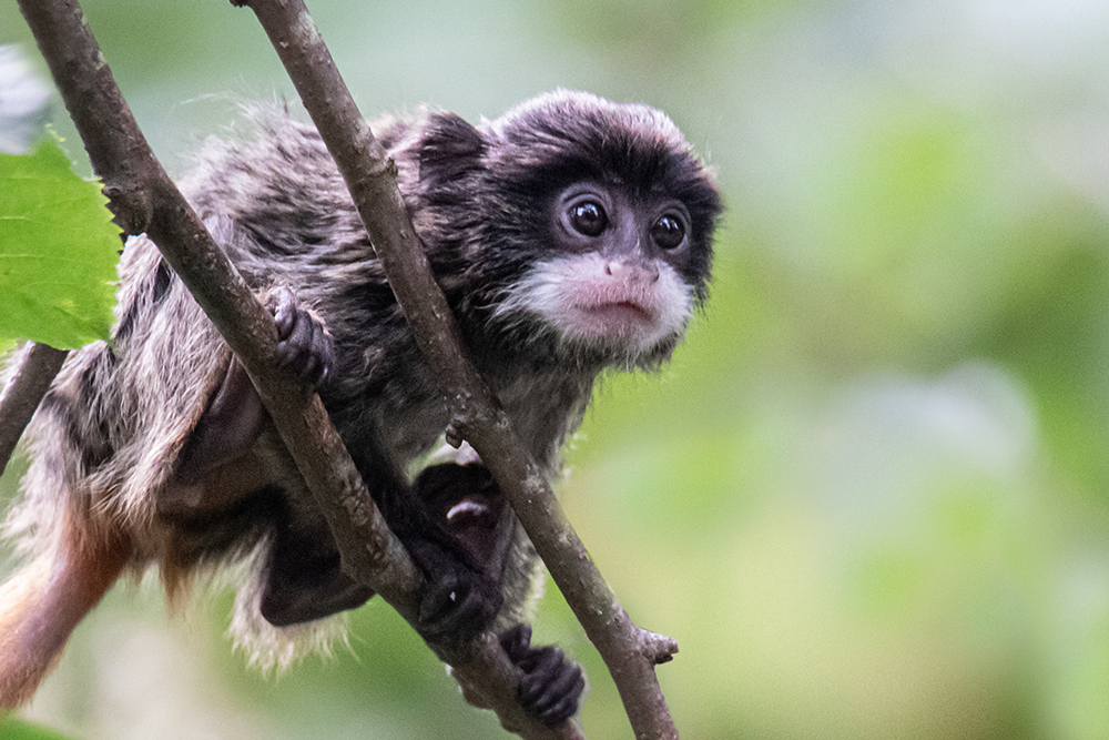 Keizertamarin baby - Emperor Tamarin baby