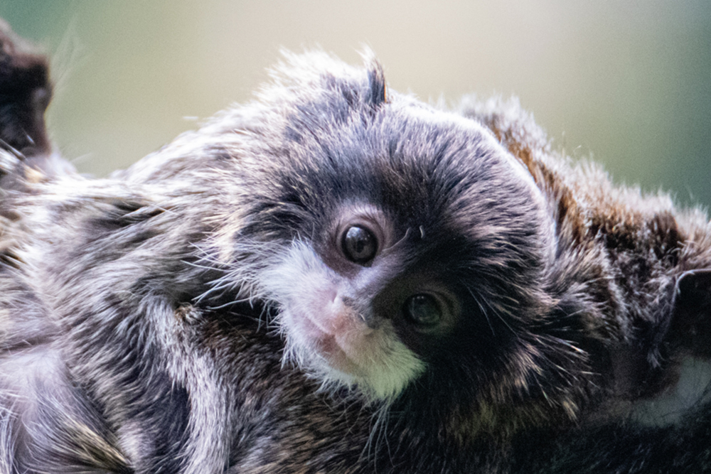 Keizertamarin baby - Emperor Tamarin baby