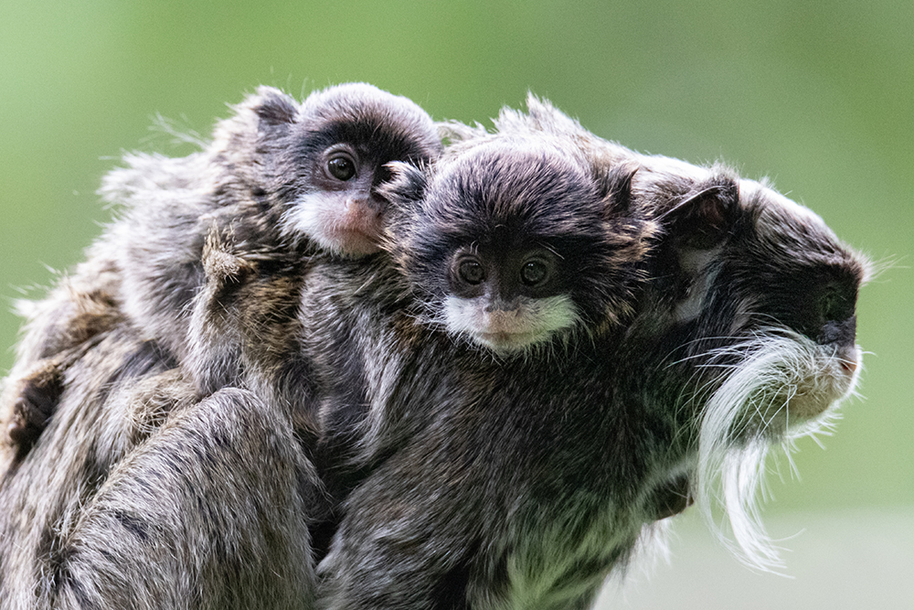 Keizertamaris - Emperor Tamarins