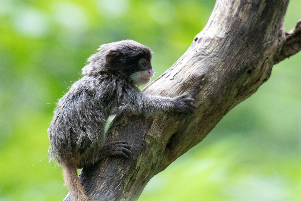 Keizertamarin baby - Emperor Tamarin baby