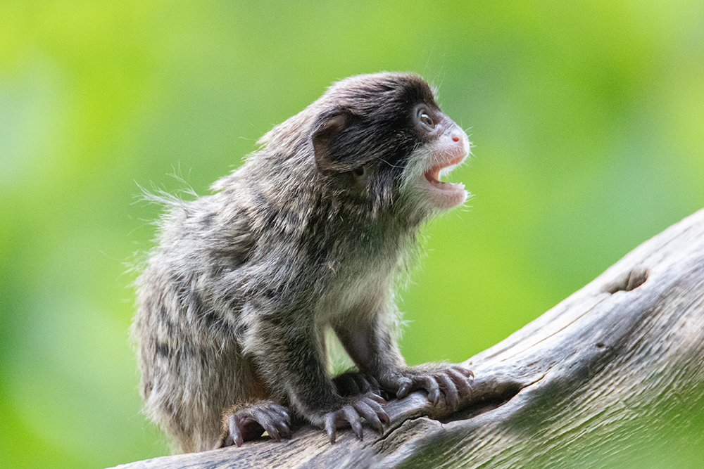 Keizertamarin baby - Emperor Tamarin baby