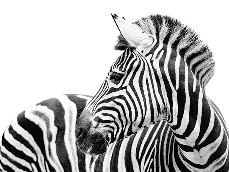 Chapman zebra ( Naturzoo Rheine 9-2020)