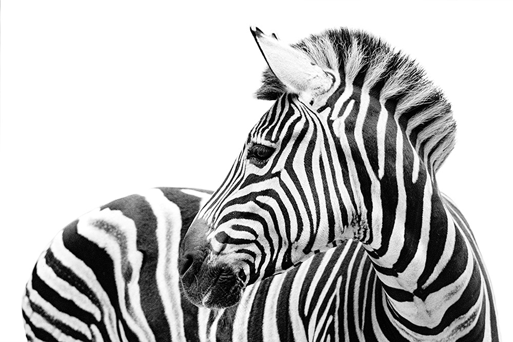 Black and white stripes