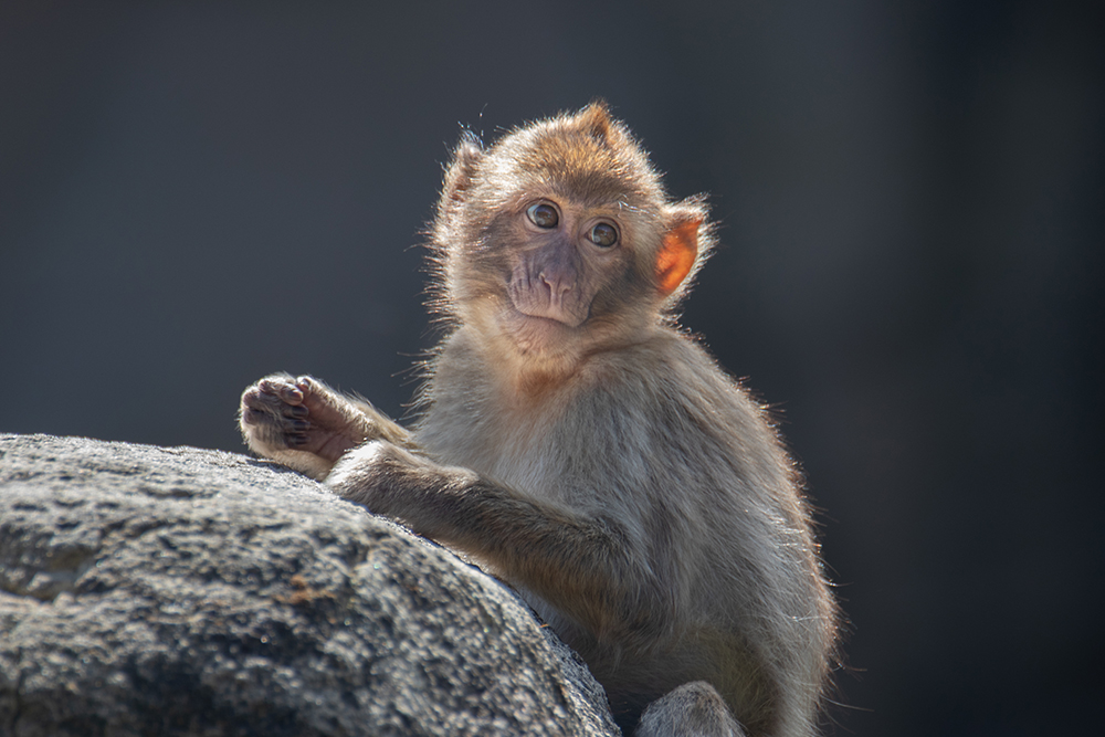 Berberaap - Barbary Macaque (Apenheul 7-2022)