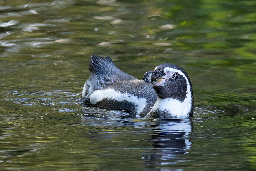 Humboldtpinguïn - Humboldt penguin