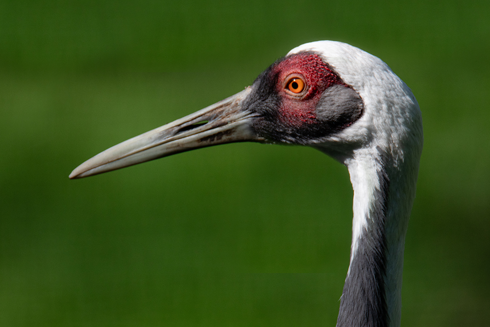 Witnekkraanvogel - White-naped crane