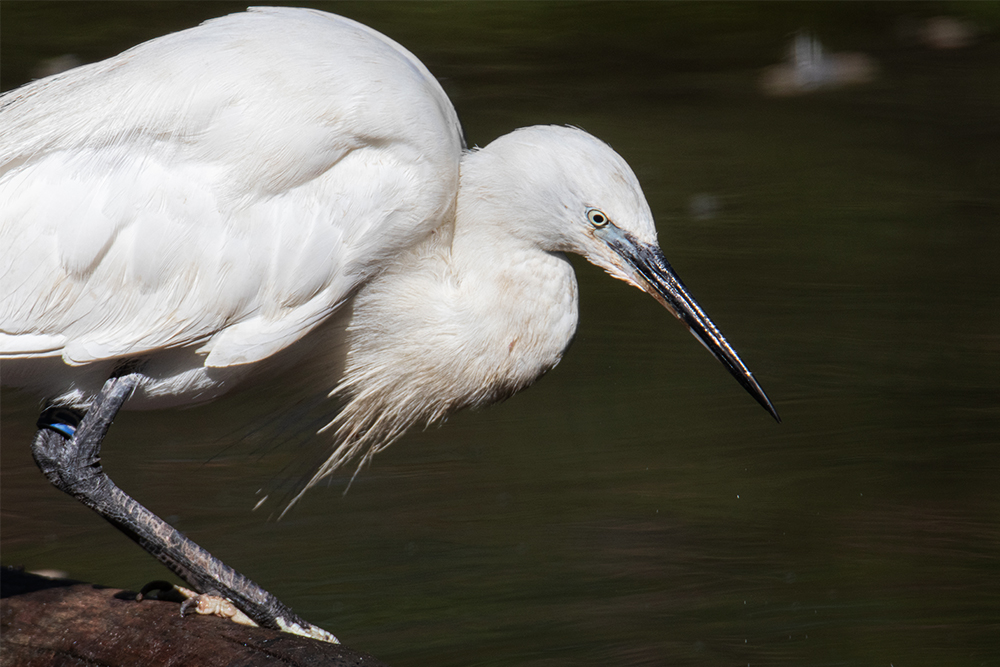 Kleine zilverreiger - Little egret