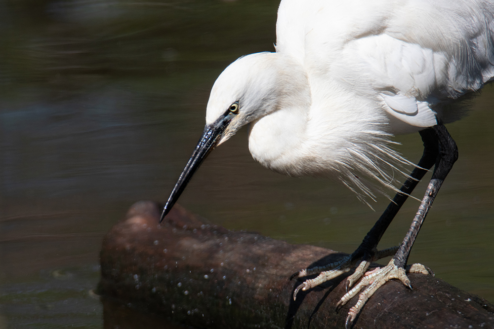 Kleine zilverreiger - Little egret