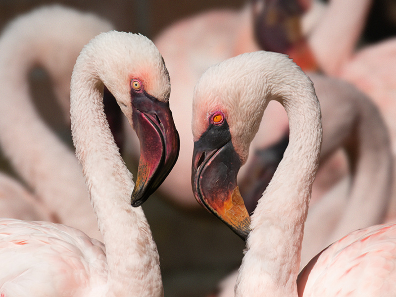Dwergflamingo - Pygmy flamingo