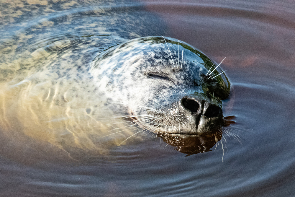 Gewone zeehond - Common seal
