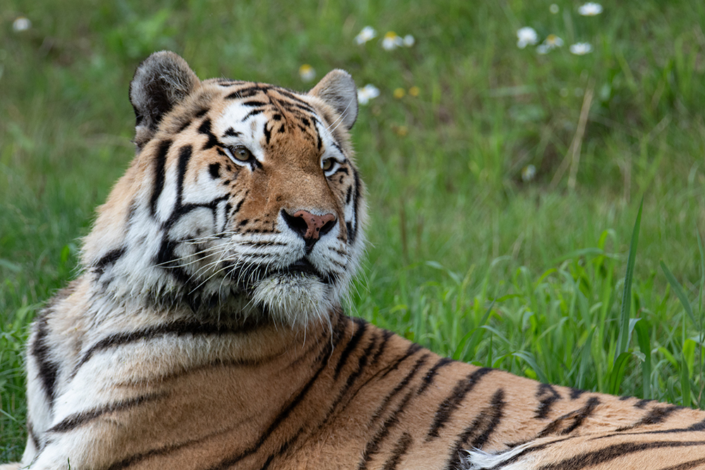 Amoertijger - Amur tiger
