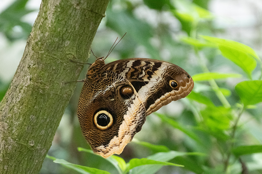 UIlvlinder - Caligo atreus - Owl butterfly