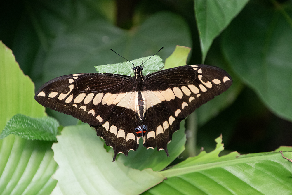 Thoaspage - Papilio thoas - King swallowtail