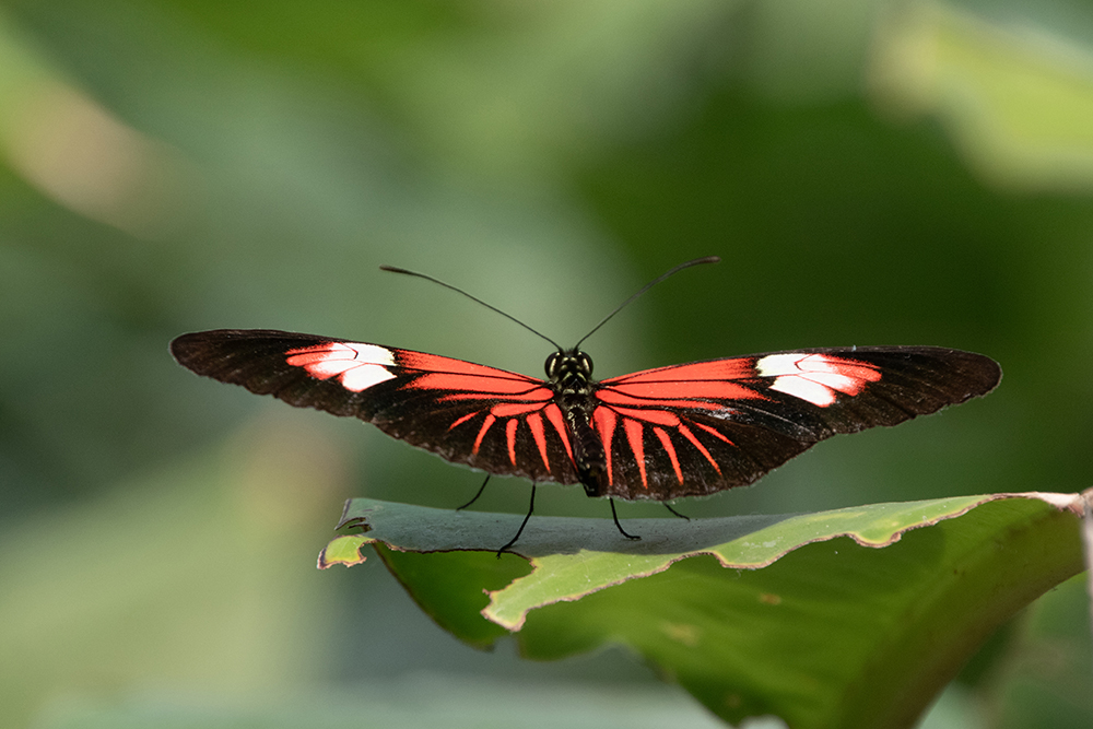 Dorispassiebloemvlinder - Heliconius Doris - Doris longwing butterfly