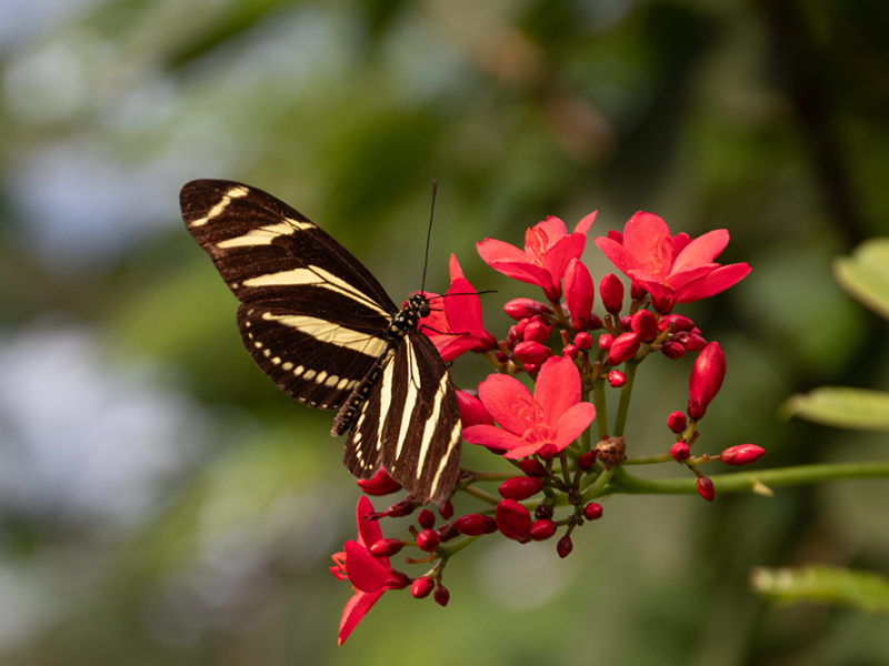 Zebravlinder - Heliconius charitonius - Zebra longwing butterfly