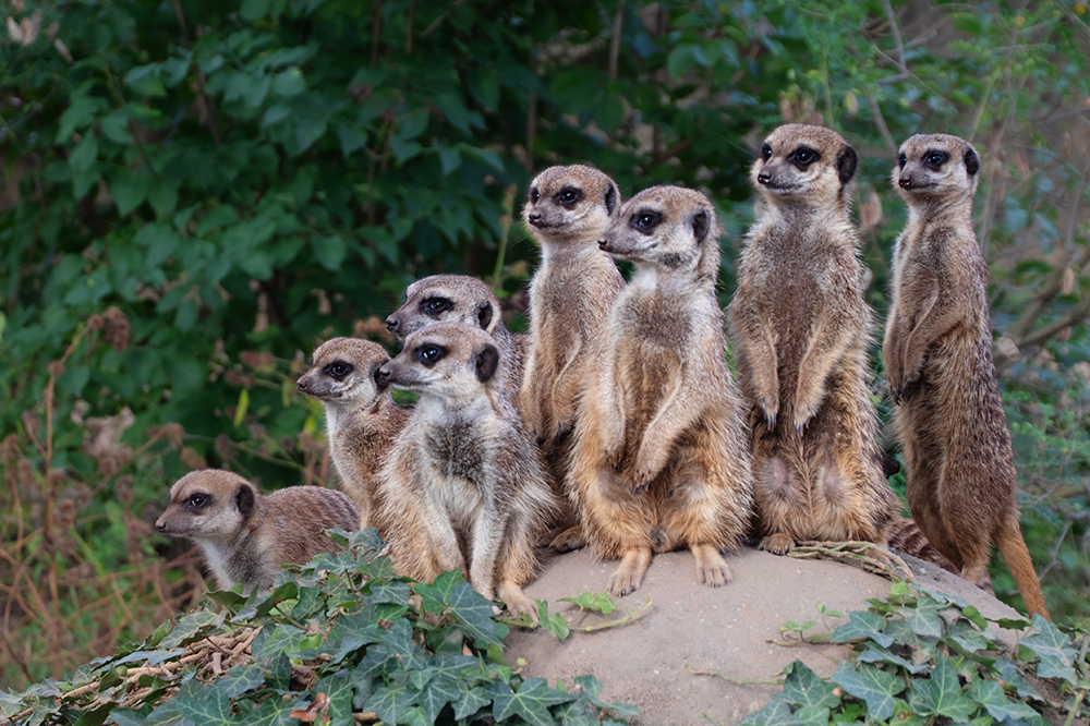 Stokstaartjes - Meerkats