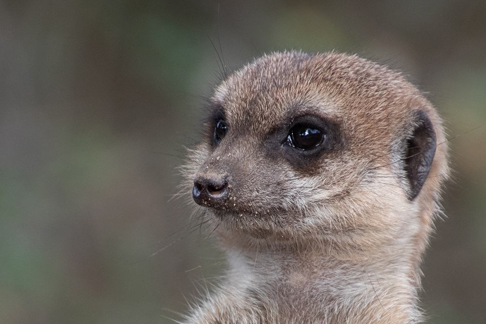 Stokstaartje - Meerkat