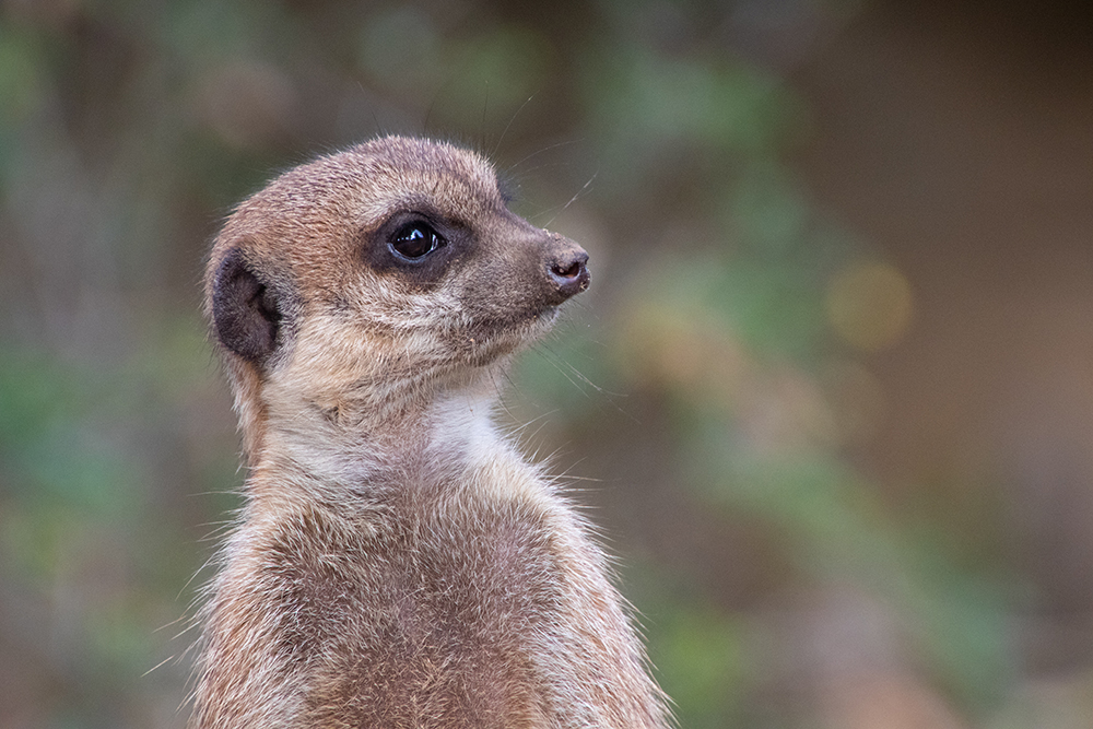 Stokstaartje - Meerkat