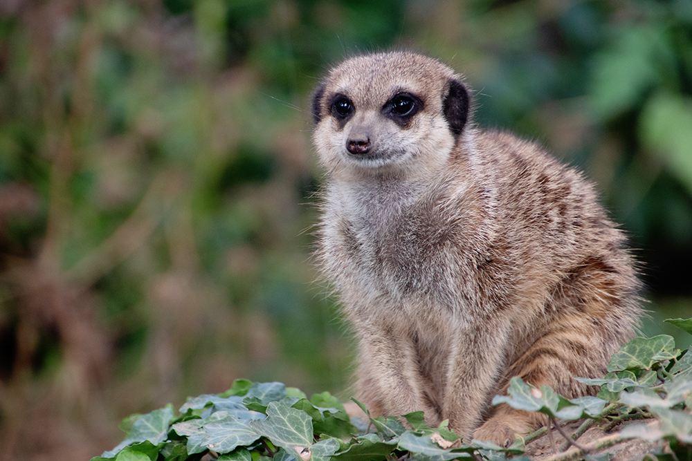 Stokstaartje - Meerkat