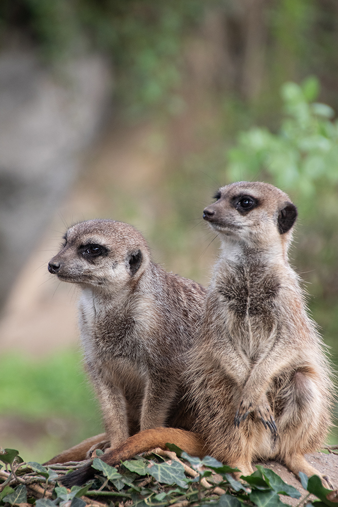 Stokstaartjes - Meerkats