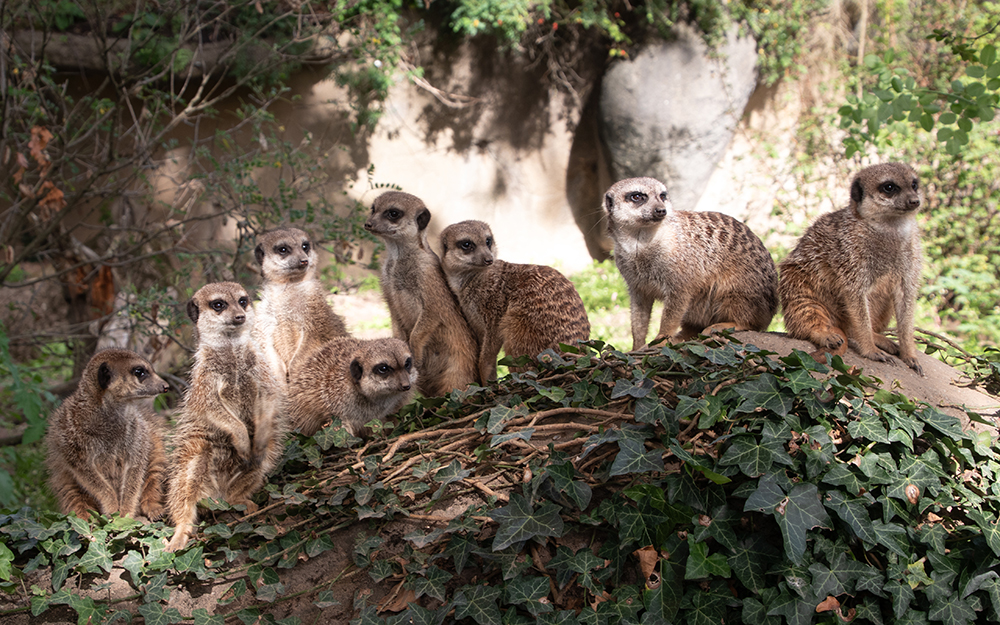 Stokstaartjes - Meerkats