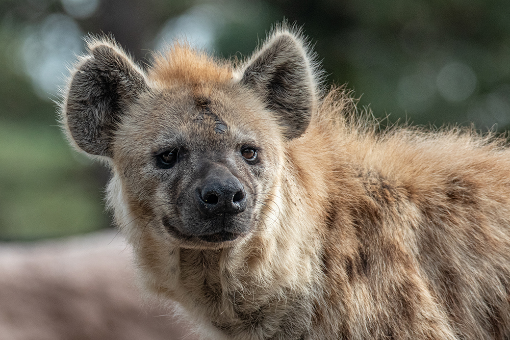 Gevlekte hyena - Spotted hyena
