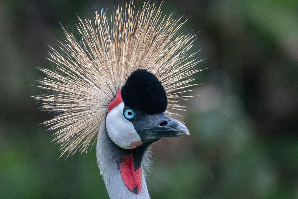 Oost-Afrikaanse kroonkraanvogel - Grey crowned crane