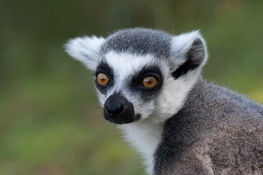 Ringstaartmaki - Ring-tailed lemur