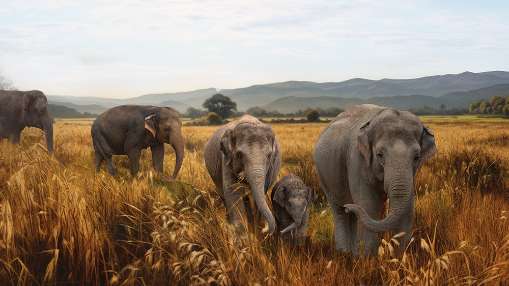 Aziatische olifant - Asian Elephant (ZOO Planckendael Aug. 2018)