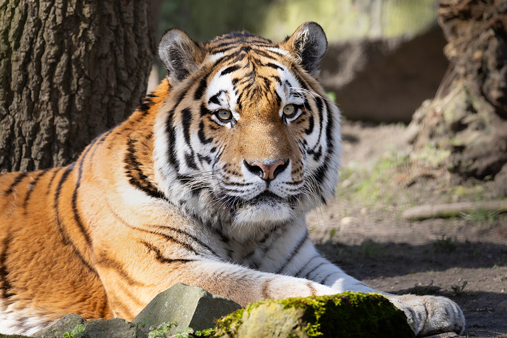 Siberische tijger - Siberian Tiger