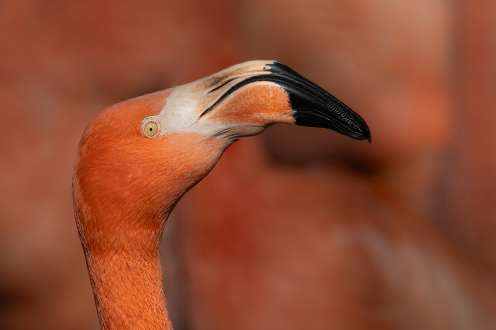 Cubaanse flamingo - American flamingo