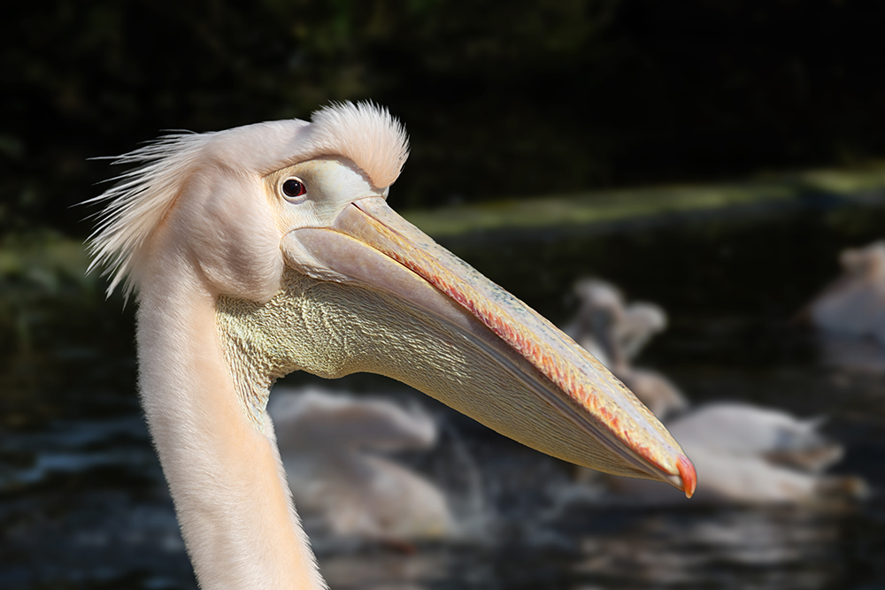 Roze pelikaan - Great White Pelican