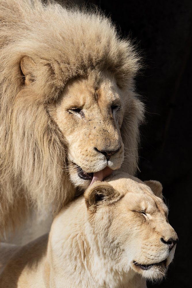 The kiss: Twee witte leeuwen - Two white lions