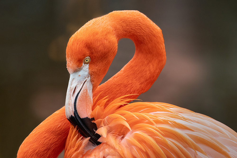 Rode flamingo - American flamingo