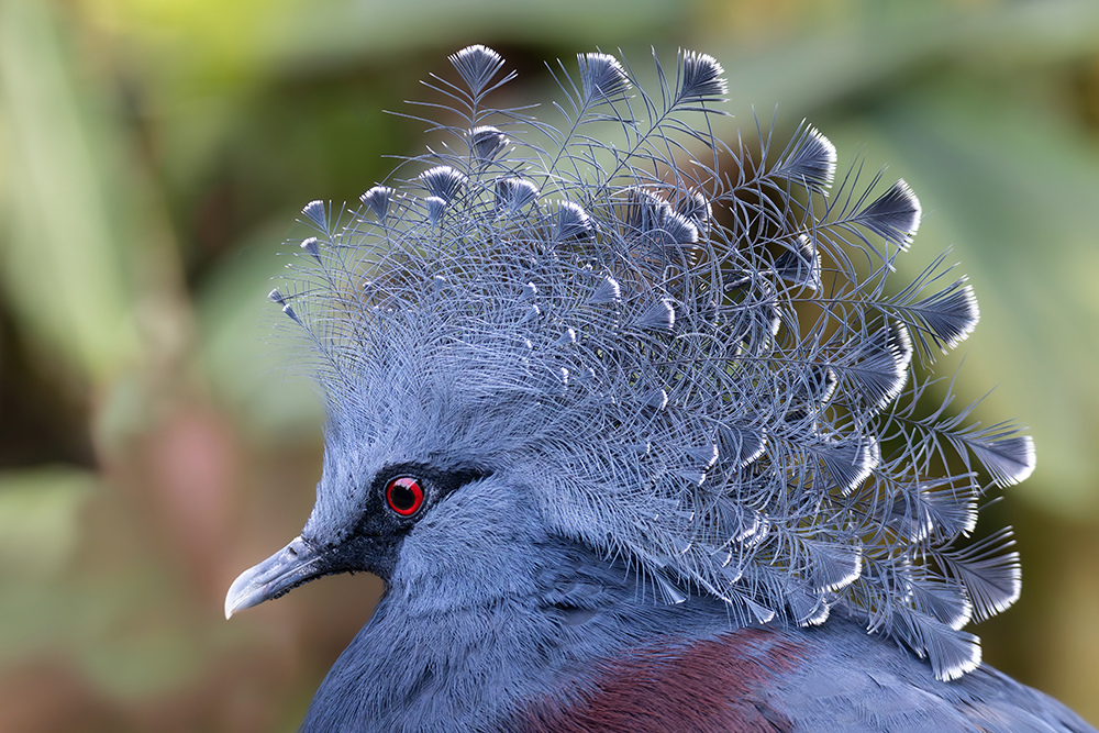 Kroonduif - Western crowned pigeon
