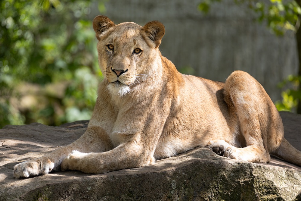 Leeuwin - Lioness