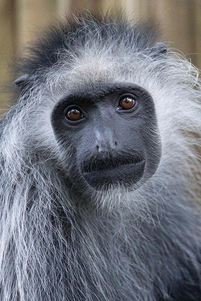 West-Afrikaanse franjeaap - King colobus