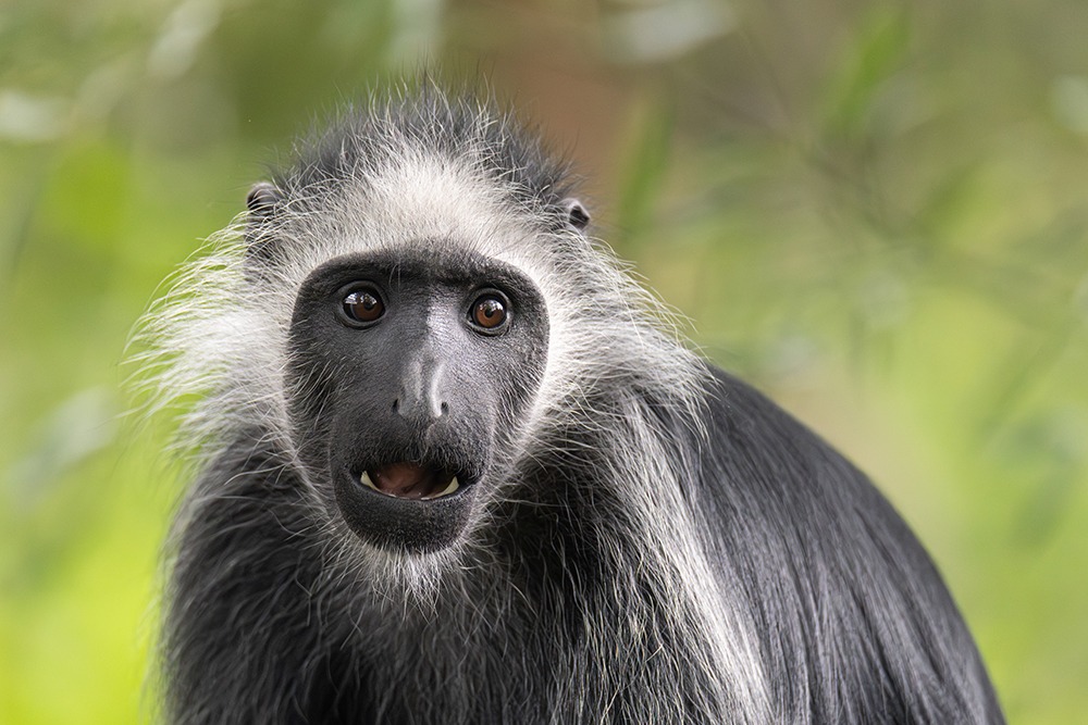 West-Afrikaanse franjeaap - King colobus