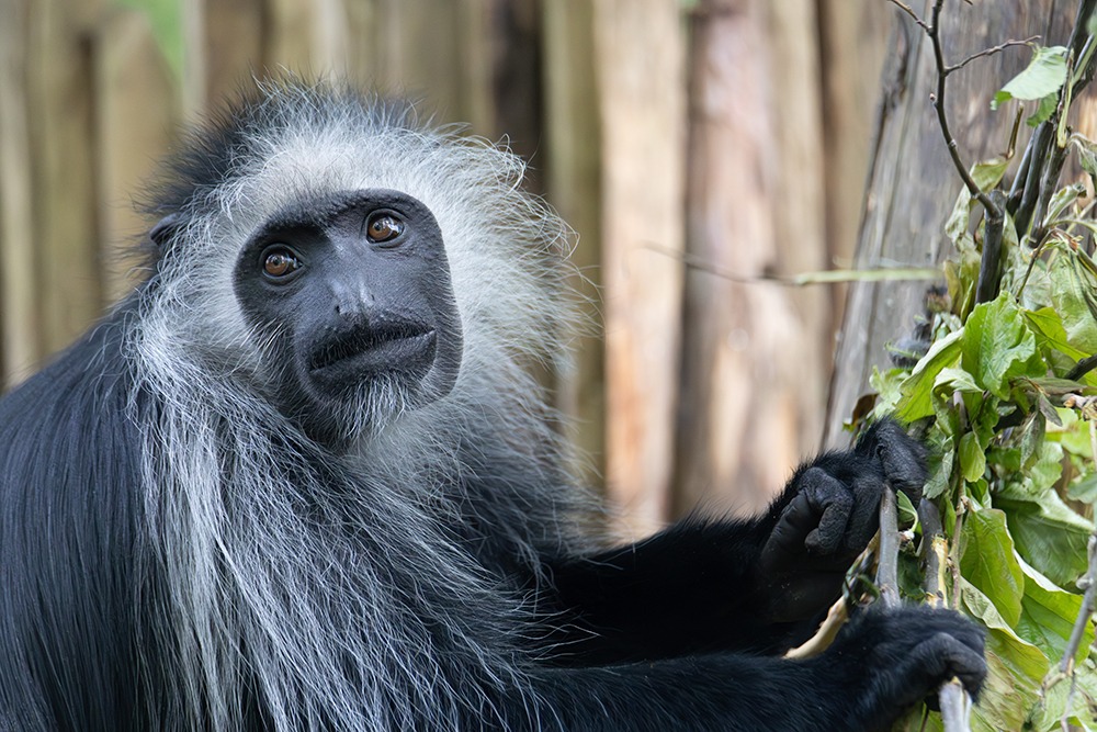 West-Afrikaanse franjeaap - King colobus