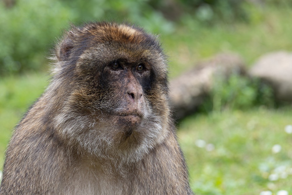 Berberaap - Barbary macaque